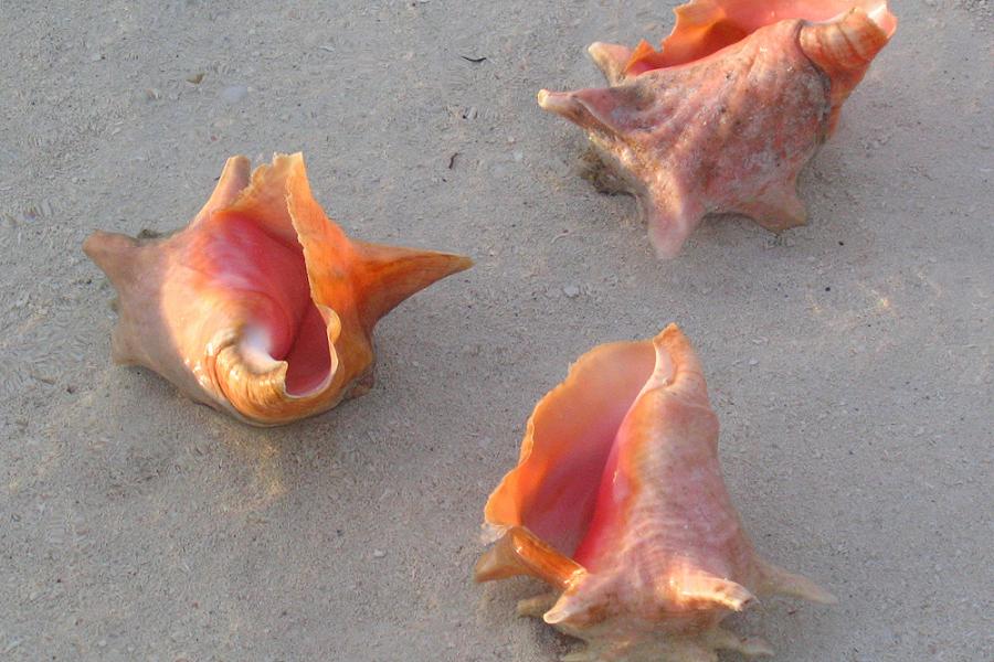 Juvenile Conch