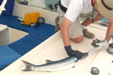 Another Barracuda